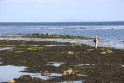 Seals, Aran Islands Ireland 1
